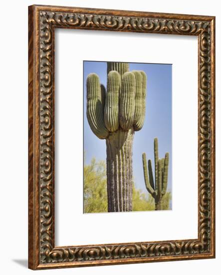 USA, Arizona, White Tank Mountain Park, Phoenix. Close-up of a Saguaro cactus.-Deborah Winchester-Framed Photographic Print