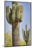 USA, Arizona, White Tank Mountain Park, Phoenix. Close-up of a Saguaro cactus.-Deborah Winchester-Mounted Photographic Print