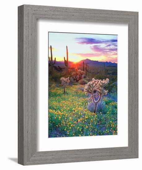 USA, Arizona, Wildflowers and Cacti in Organ Pipe Cactus-Jaynes Gallery-Framed Photographic Print
