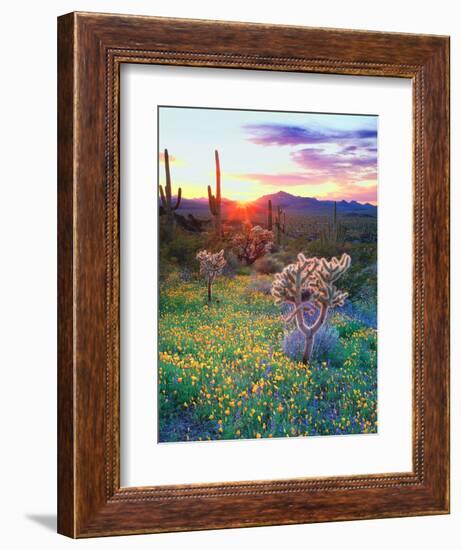 USA, Arizona, Wildflowers and Cacti in Organ Pipe Cactus-Jaynes Gallery-Framed Photographic Print