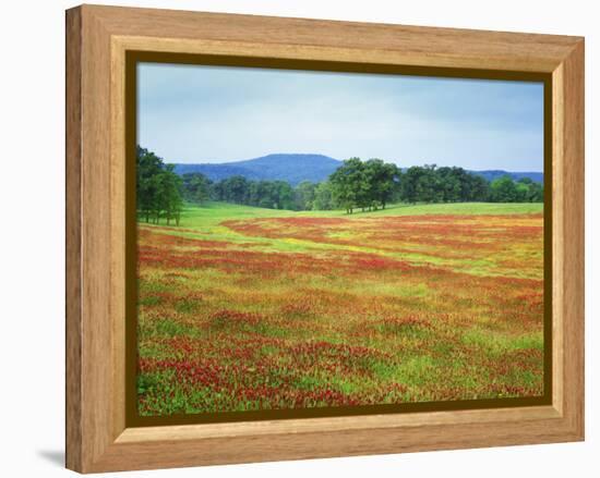 USA, Arkansas. Blooming Scarlet Clover in Boston Mountains-Dennis Flaherty-Framed Premier Image Canvas