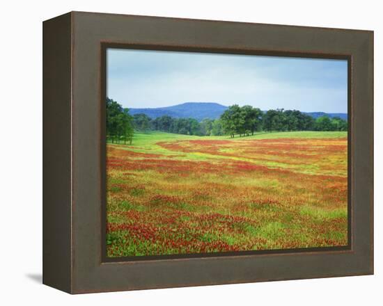 USA, Arkansas. Blooming Scarlet Clover in Boston Mountains-Dennis Flaherty-Framed Premier Image Canvas