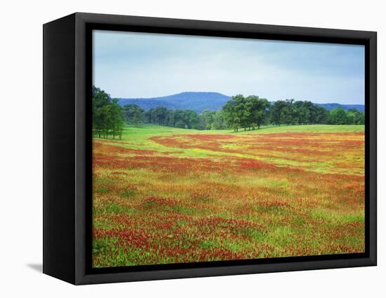 USA, Arkansas. Blooming Scarlet Clover in Boston Mountains-Dennis Flaherty-Framed Premier Image Canvas
