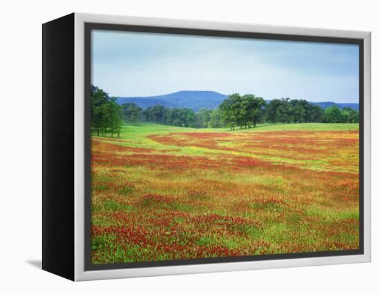 USA, Arkansas. Blooming Scarlet Clover in Boston Mountains-Dennis Flaherty-Framed Premier Image Canvas