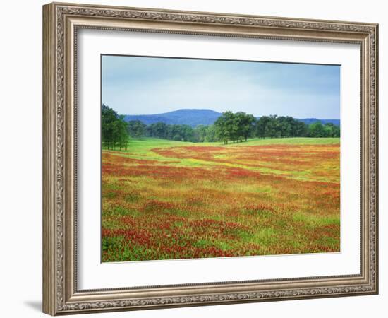 USA, Arkansas. Blooming Scarlet Clover in Boston Mountains-Dennis Flaherty-Framed Photographic Print