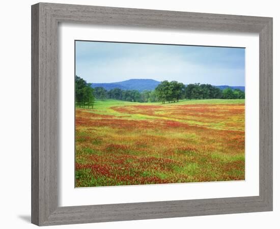 USA, Arkansas. Blooming Scarlet Clover in Boston Mountains-Dennis Flaherty-Framed Photographic Print