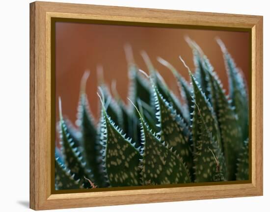 Usa, Bellevue. Lace aloe-Merrill Images-Framed Premier Image Canvas