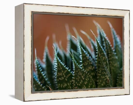 Usa, Bellevue. Lace aloe-Merrill Images-Framed Premier Image Canvas