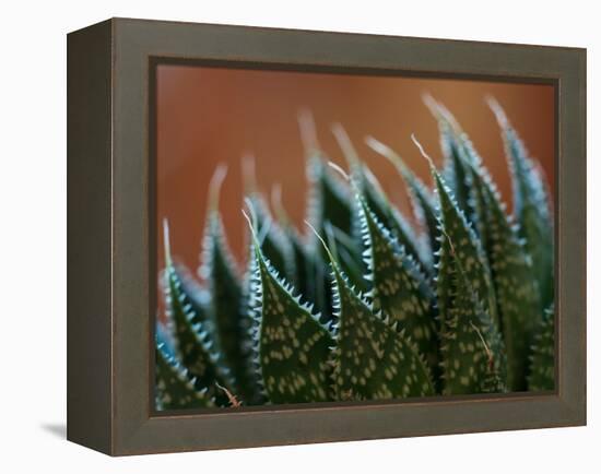 Usa, Bellevue. Lace aloe-Merrill Images-Framed Premier Image Canvas