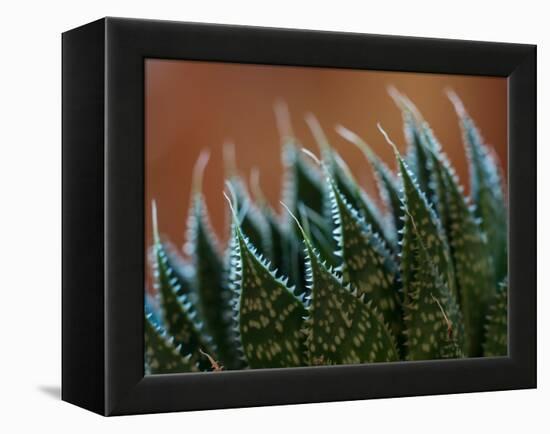 Usa, Bellevue. Lace aloe-Merrill Images-Framed Premier Image Canvas