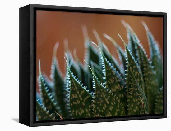 Usa, Bellevue. Lace aloe-Merrill Images-Framed Premier Image Canvas