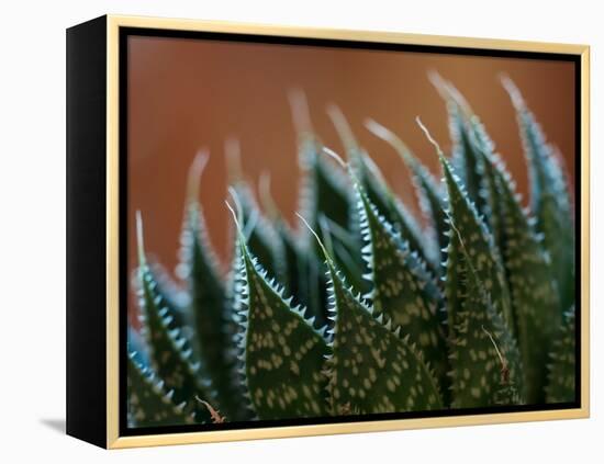 Usa, Bellevue. Lace aloe-Merrill Images-Framed Premier Image Canvas