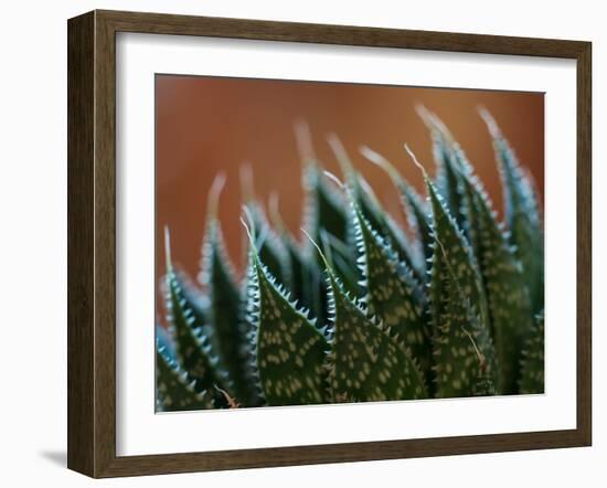 Usa, Bellevue. Lace aloe-Merrill Images-Framed Photographic Print