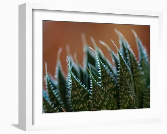 Usa, Bellevue. Lace aloe-Merrill Images-Framed Photographic Print