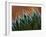 Usa, Bellevue. Lace aloe-Merrill Images-Framed Photographic Print