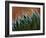 Usa, Bellevue. Lace aloe-Merrill Images-Framed Photographic Print