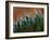 Usa, Bellevue. Lace aloe-Merrill Images-Framed Photographic Print