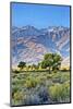 USA, Bishop, California. Eastern Sierra Region, Owens Valley-Joe Restuccia III-Mounted Photographic Print