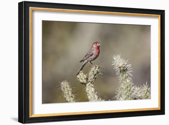 USA, Buckeye, Arizona. House finch perched on a cholla cactus in the Sonoran Desert.-Deborah Winchester-Framed Photographic Print