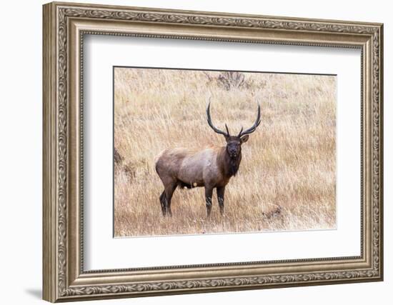 USA, bull elk-George Theodore-Framed Photographic Print