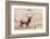 USA, bull elk-George Theodore-Framed Photographic Print