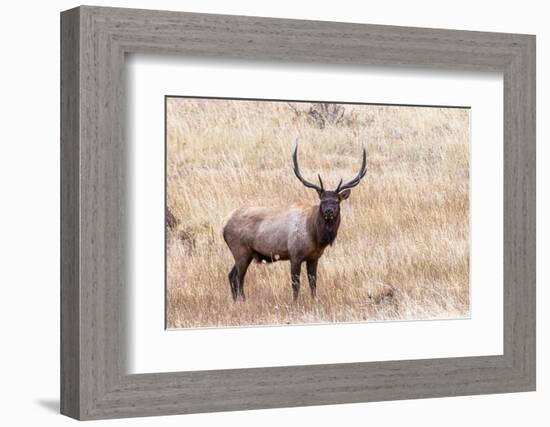 USA, bull elk-George Theodore-Framed Photographic Print