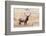 USA, bull elk-George Theodore-Framed Photographic Print