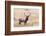 USA, bull elk-George Theodore-Framed Photographic Print