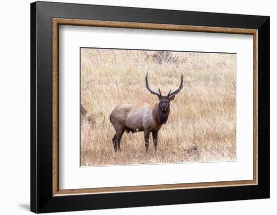 USA, bull elk-George Theodore-Framed Photographic Print