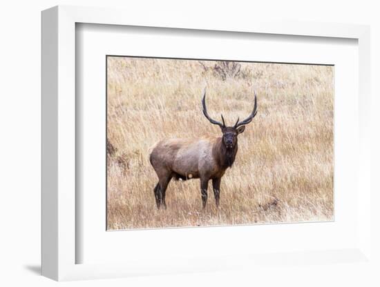 USA, bull elk-George Theodore-Framed Photographic Print