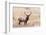 USA, bull elk-George Theodore-Framed Photographic Print