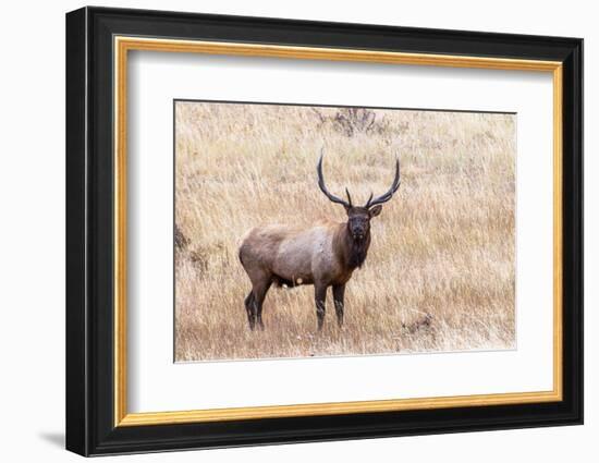 USA, bull elk-George Theodore-Framed Photographic Print