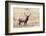 USA, bull elk-George Theodore-Framed Photographic Print