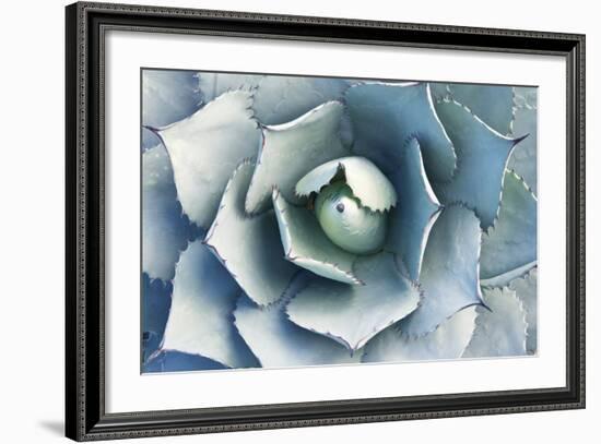 USA, Ca, Pasadena, the Huntington Botanical Garden, Agave-Rob Tilley-Framed Photographic Print