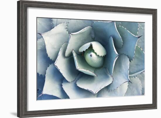 USA, Ca, Pasadena, the Huntington Botanical Garden, Agave-Rob Tilley-Framed Photographic Print