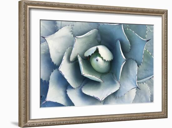 USA, Ca, Pasadena, the Huntington Botanical Garden, Agave-Rob Tilley-Framed Photographic Print