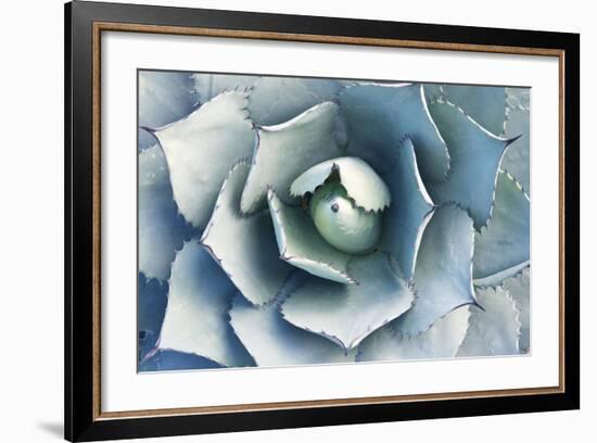 USA, Ca, Pasadena, the Huntington Botanical Garden, Agave-Rob Tilley-Framed Photographic Print