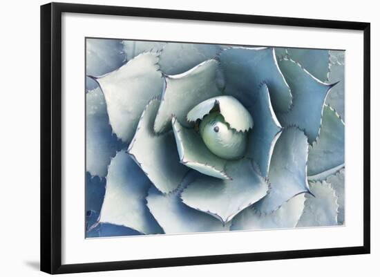 USA, Ca, Pasadena, the Huntington Botanical Garden, Agave-Rob Tilley-Framed Photographic Print