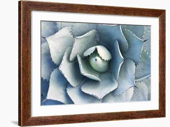 USA, Ca, Pasadena, the Huntington Botanical Garden, Agave-Rob Tilley-Framed Photographic Print