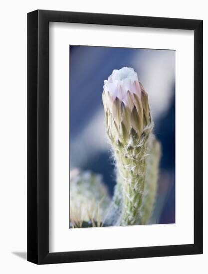 USA, Ca, Pasadena, the Huntington Botanical Garden, Cactus Flower-Rob Tilley-Framed Photographic Print