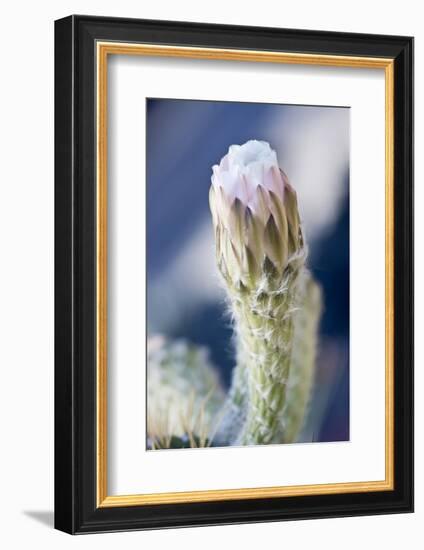 USA, Ca, Pasadena, the Huntington Botanical Garden, Cactus Flower-Rob Tilley-Framed Photographic Print