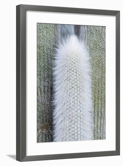 USA, Ca, Pasadena, the Huntington Botanical Garden, Old Man Cactus-Rob Tilley-Framed Photographic Print