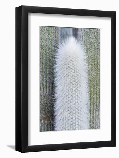 USA, Ca, Pasadena, the Huntington Botanical Garden, Old Man Cactus-Rob Tilley-Framed Photographic Print