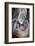 Usa, California. A curious elephant seal pup goes eye to the eye with the photographe.-Betty Sederquist-Framed Photographic Print