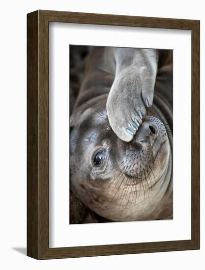 Usa, California. A curious elephant seal pup goes eye to the eye with the photographe.-Betty Sederquist-Framed Photographic Print