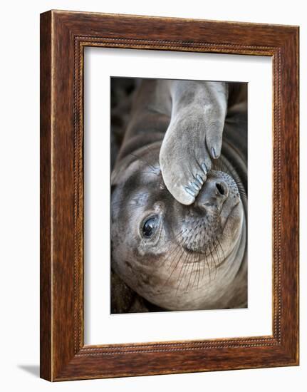 Usa, California. A curious elephant seal pup goes eye to the eye with the photographe.-Betty Sederquist-Framed Photographic Print