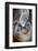 Usa, California. A curious elephant seal pup goes eye to the eye with the photographe.-Betty Sederquist-Framed Photographic Print