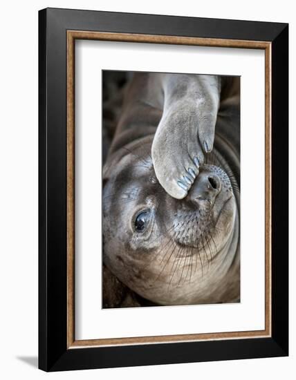 Usa, California. A curious elephant seal pup goes eye to the eye with the photographe.-Betty Sederquist-Framed Photographic Print