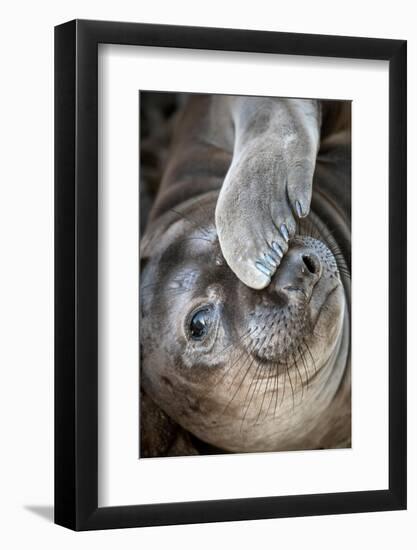 Usa, California. A curious elephant seal pup goes eye to the eye with the photographe.-Betty Sederquist-Framed Photographic Print