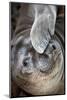 Usa, California. A curious elephant seal pup goes eye to the eye with the photographe.-Betty Sederquist-Mounted Photographic Print